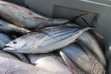 Tuna / Ikan Tongkol Whole