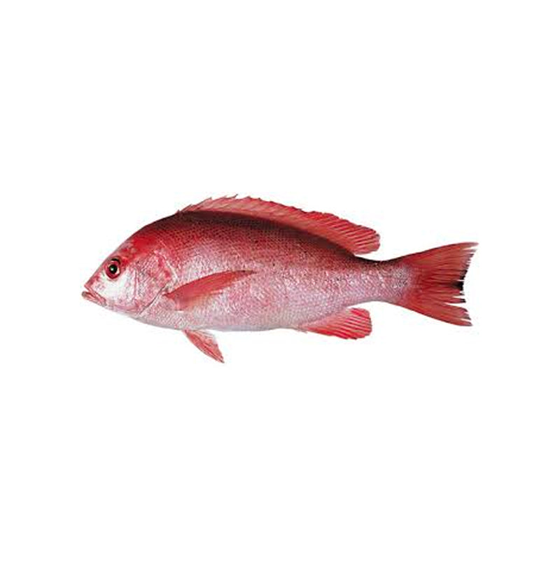 Crimson Snapper / Ikan Merah