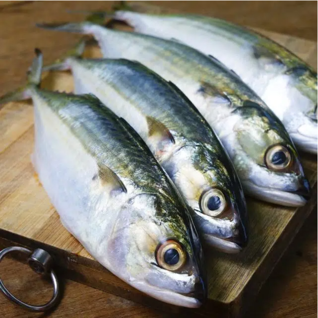 Mackerel / Ikan Kembung