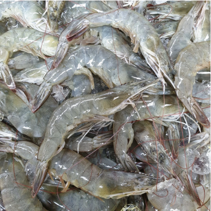 Grey/Kelong Prawn (M)