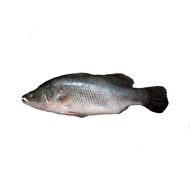 Seabass / Ikan Siakap